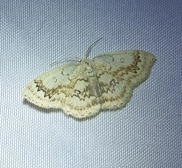 Cyclophora annularia - gyűrűs pettyesaraszoló