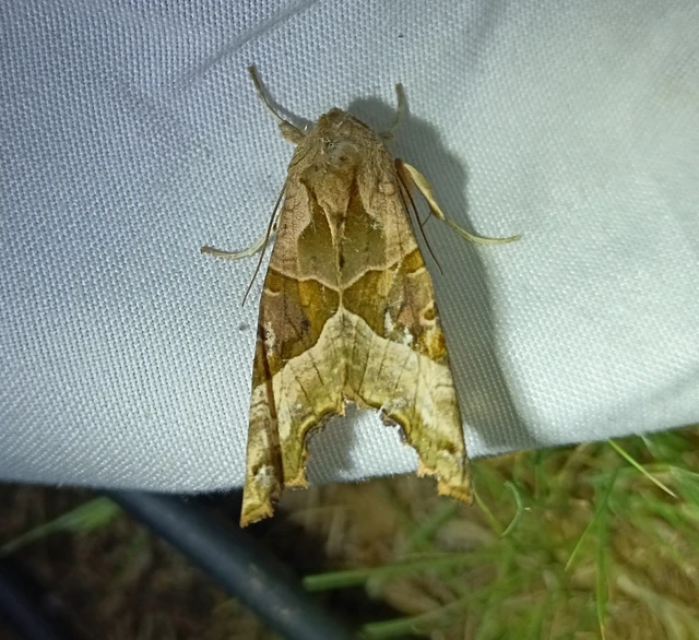 Phlogophora meticulosa - vándorló csipkésbagoly