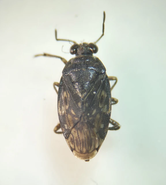 Saldidae - partipoloskák
