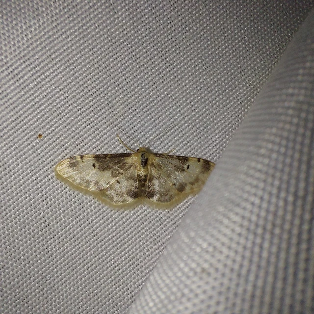 Idaea filicata - sötéttövű apróaraszoló