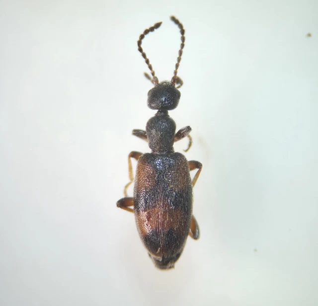 Anthicus antherinus - közönséges fürgebogár