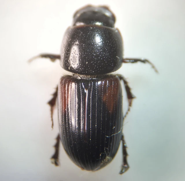 Aphodius varians - változékony trágyabogár