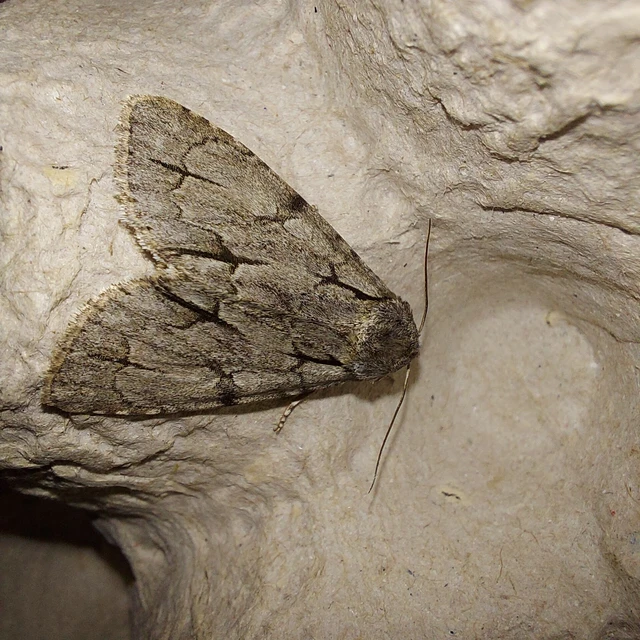 Acronicta cuspis/tridens/psi