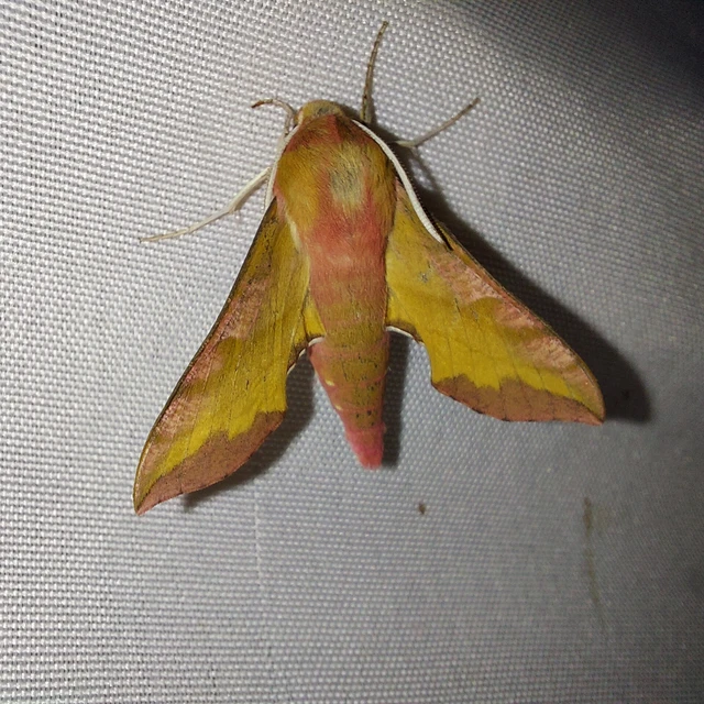 Deilephila porcellus - piros szender
