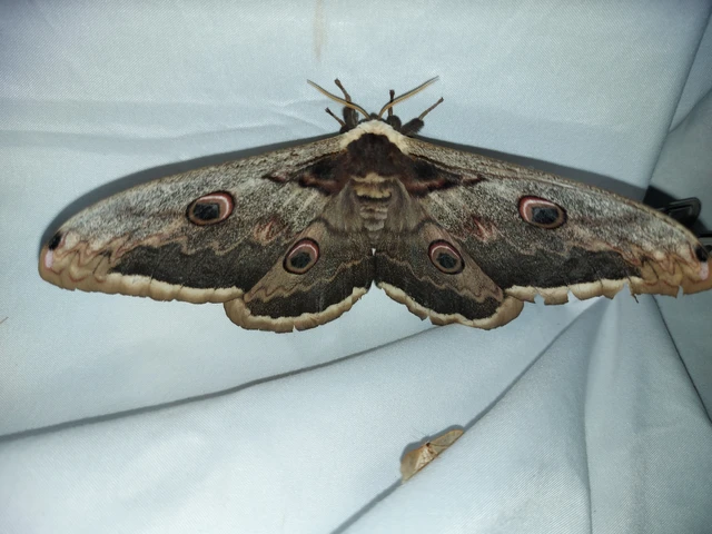 Saturnia pyri - nagy pávaszem
