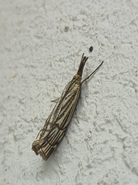 Chrysocramboides craterella - rácsos fűgyökérmoly