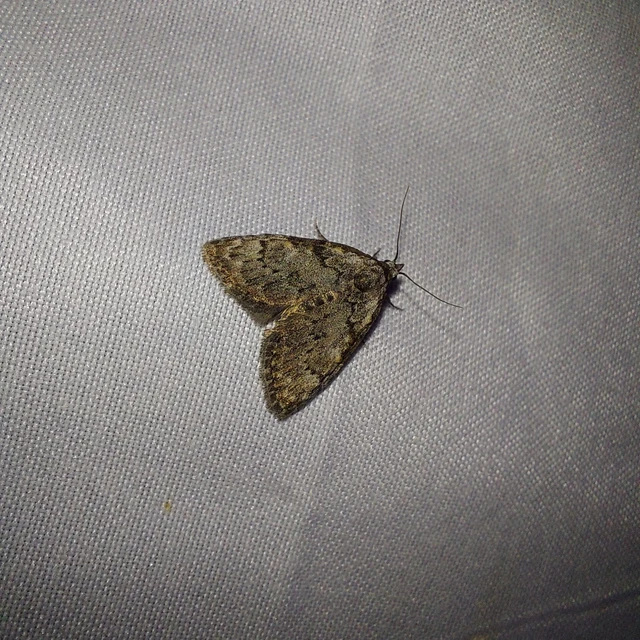 Meganola kolbi - szélesszárnyú pamacsosszövő