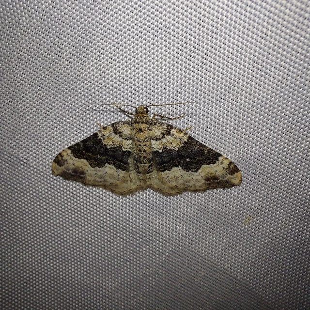Epirrhoe galiata - sávos galajaraszoló