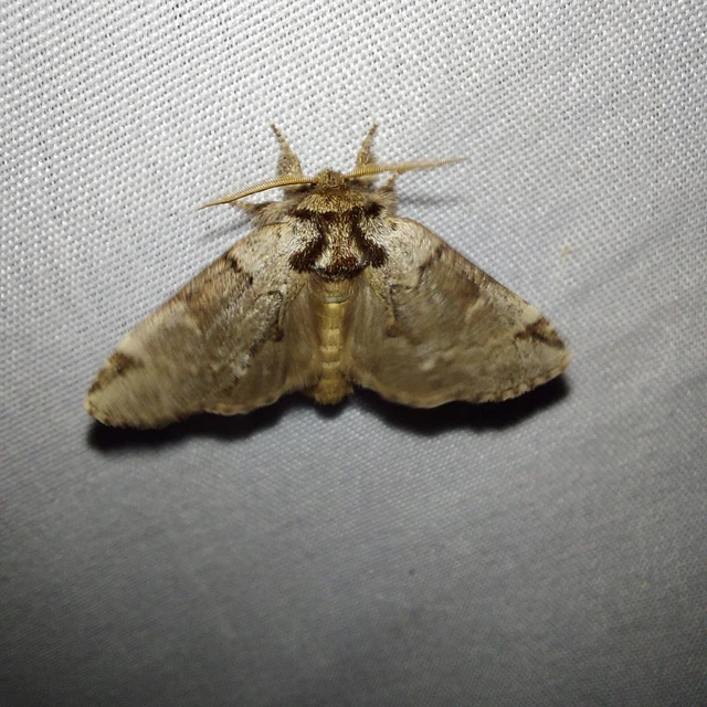Drymonia obliterata - feketefoltos púposszövő