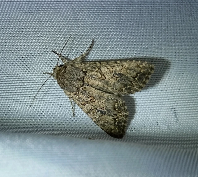 Hadula trifolii - lóherebagoly