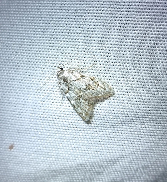 Nola confusalis - apró pamacsosszövő