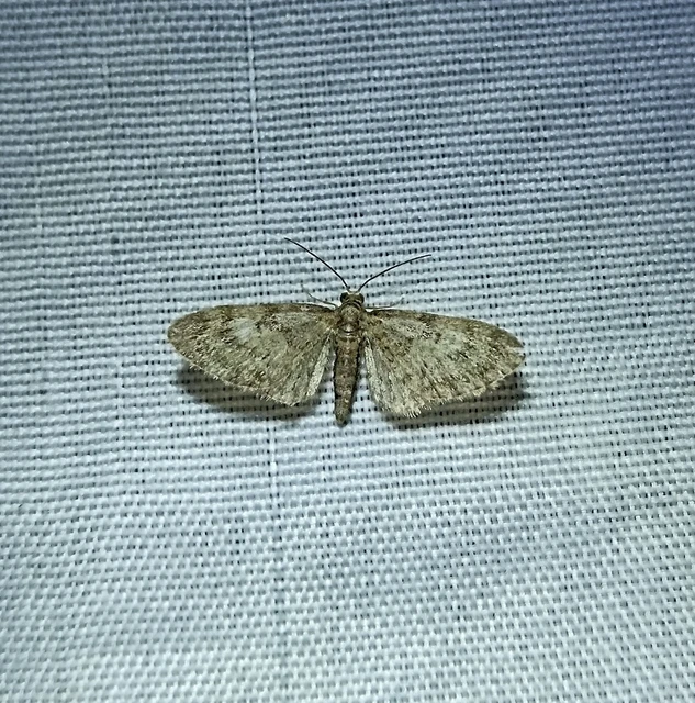 Eupithecia dodoneata - tölgy-törpearaszoló