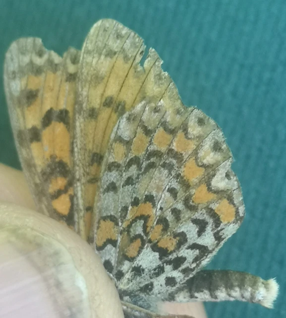 Melitaea trivia - kis tarkalepke