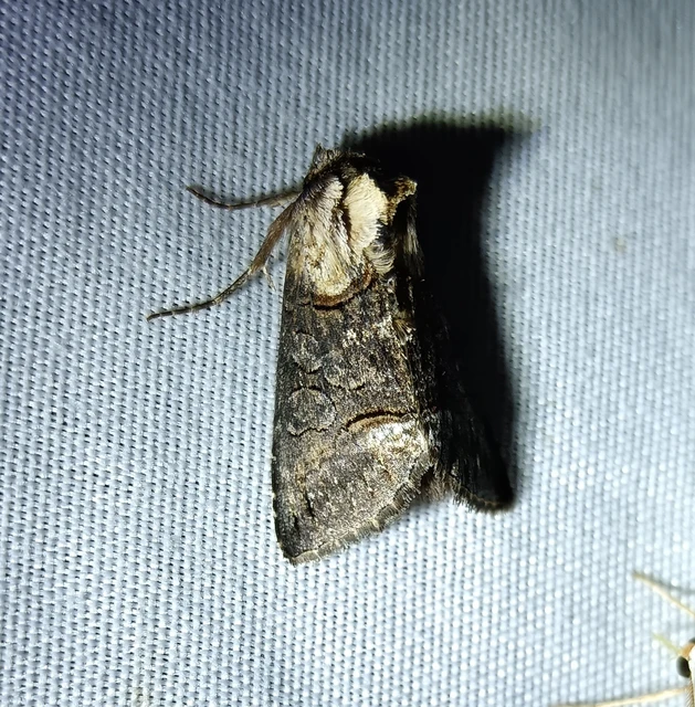Abrostola agnorista - sziklalakó csalánbagoly