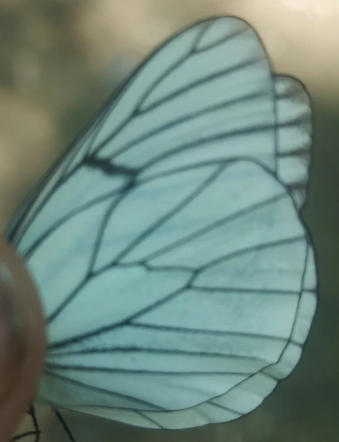 Aporia crataegi - galagonyalepke