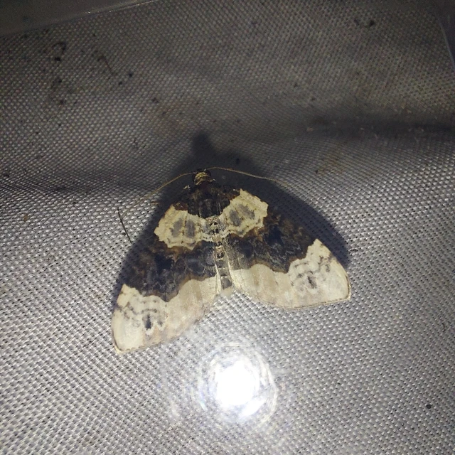 Cosmorhoe ocellata - szemes galajaraszoló