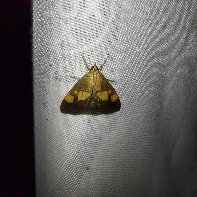 Evergestis limbata - közönséges dudvamoly