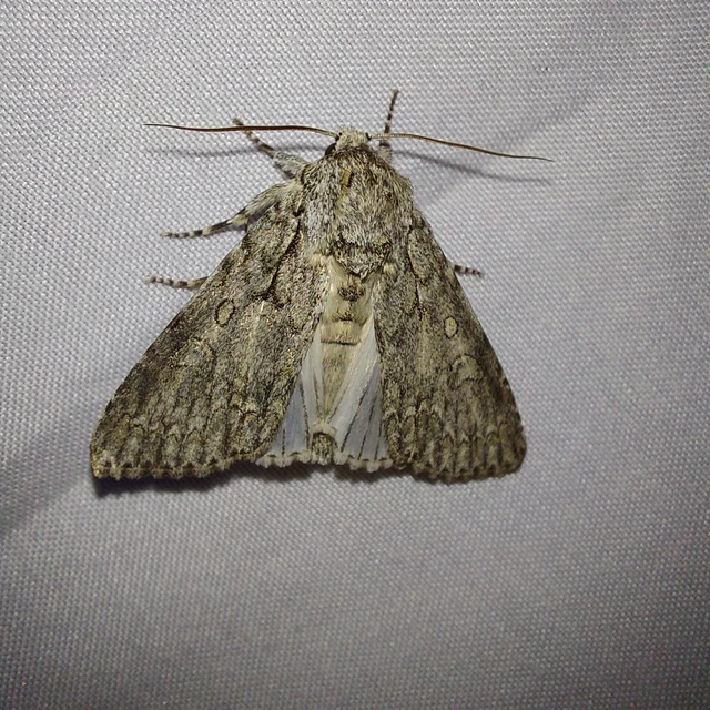 Acronicta aceris - vadgesztenye-szigonyosbagoly