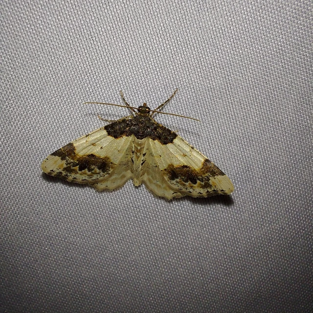 Ligdia adustata - barna levélaraszoló