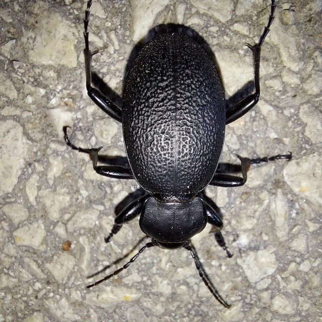 Carabus coriaceus - bőrfutrinka Carabus coriaceus - bőrfutrinka
