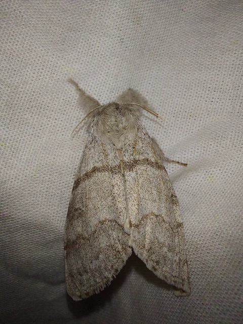 Calliteara pudibunda - hamvasszövő