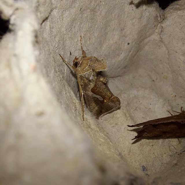 Macdunnoughia confusa - cseppfoltos ezüstbagoly