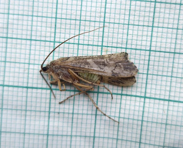 Trichoptera - Tegzesek