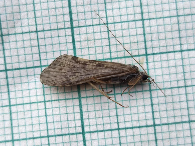 Trichoptera - Tegzesek