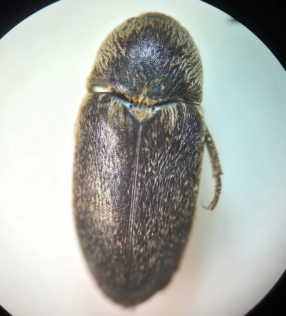 Dermestes frischii - nyakszegélyes porva Dermestes frischii - nyakszegélyes porva