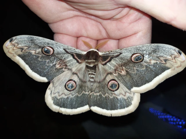 Saturnia pyri - nagy pávaszem