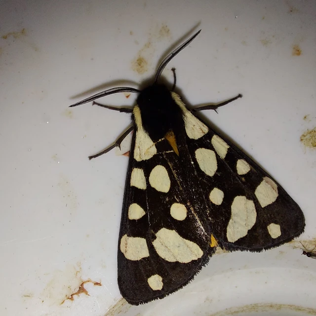 Arctia villica - fekete medvelepke
