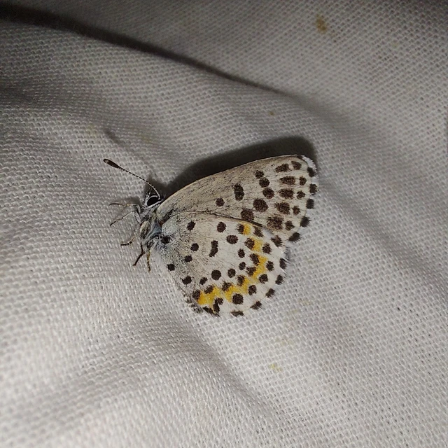 Scolitantides orion - szemes boglárka