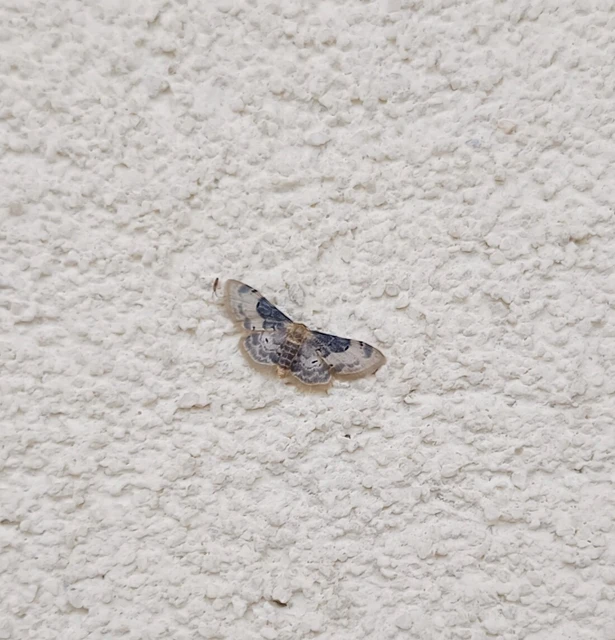 Idaea filicata - sötéttövű apróaraszoló