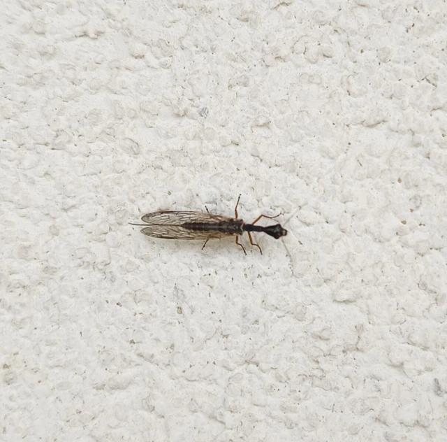 Raphidioptera - Tevenyakú-fátyolkák