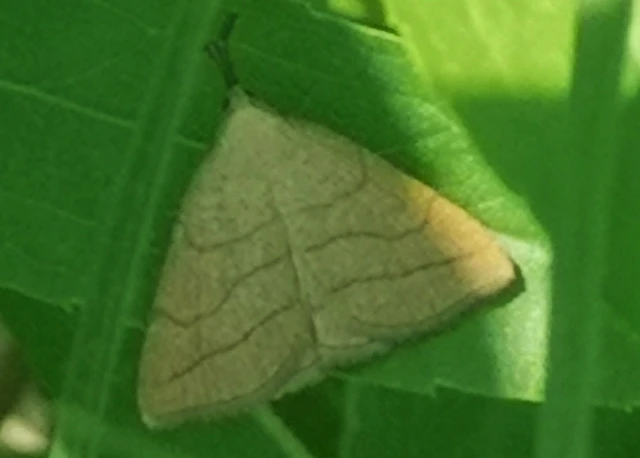 Polypogon tentacularia - sötétaljú karcsúbagoly