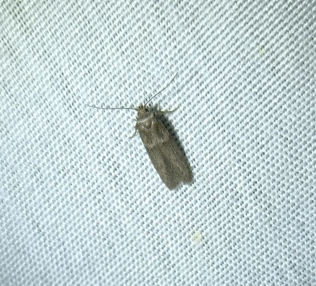 Blastobasis