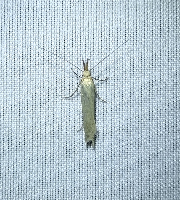 Pleurota