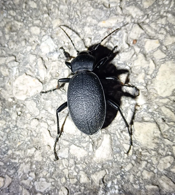 Carabus coriaceus - bőrfutrinka Carabus coriaceus - bőrfutrinka