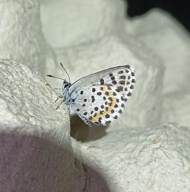 Scolitantides orion - szemes boglárka