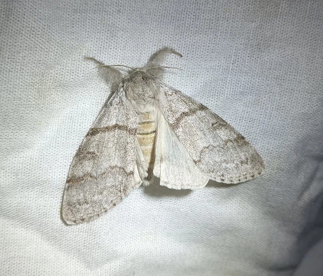 Calliteara pudibunda - hamvasszövő