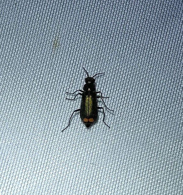 Melyridae - sziklaibogár-félék