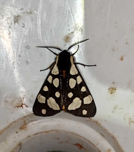 Arctia villica - fekete medvelepke