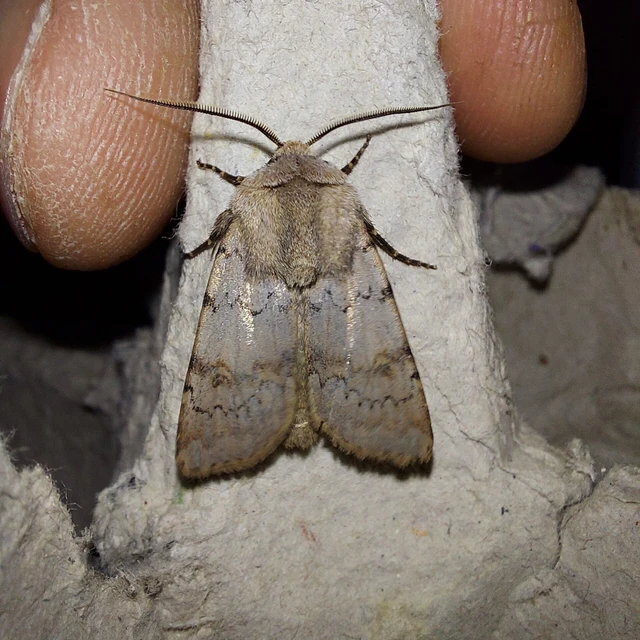 Agrotis cinerea - szürkés földibagoly