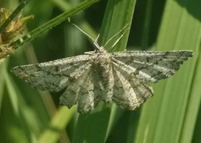 Ematurga atomaria - barna rétiaraszoló