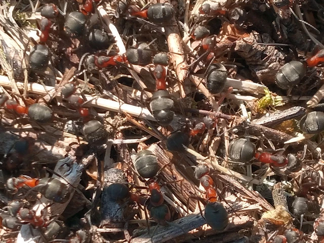 Formica pratensis - réti vöröshangya