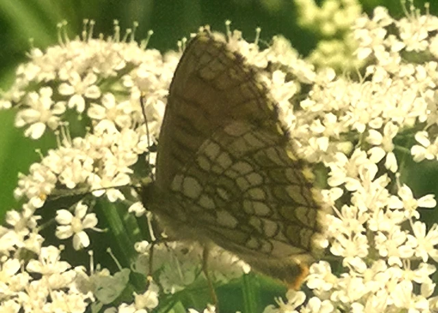 Melitaea athalia - közönséges tarkalepke