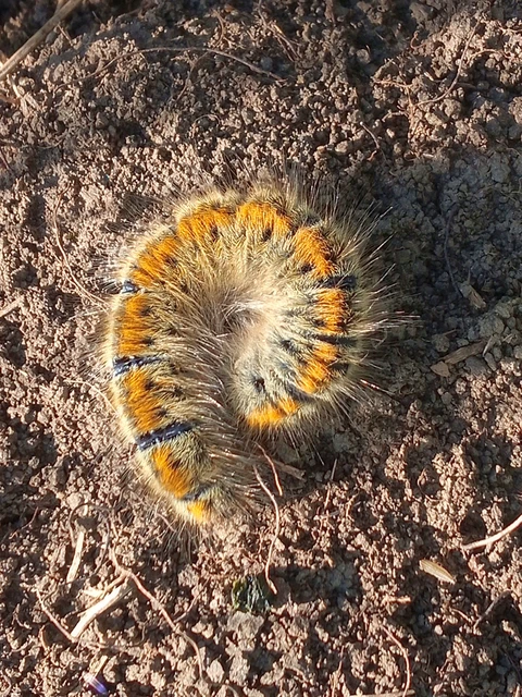 Lasiocampa trifolii - lóhereszövő