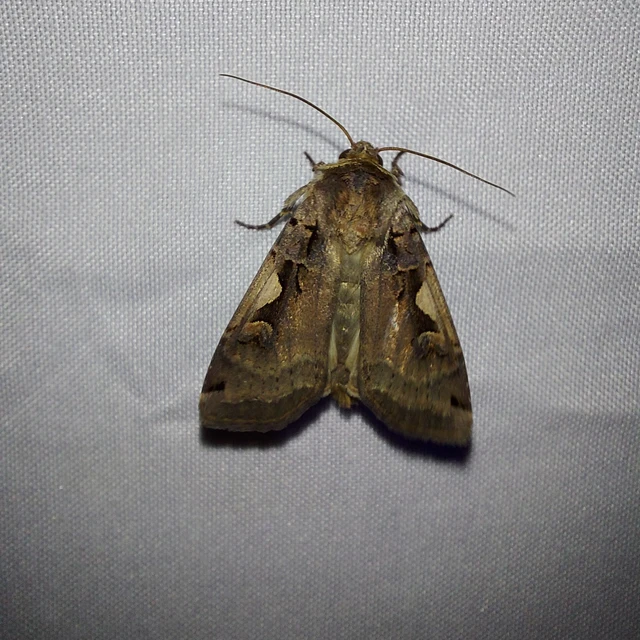 Xestia c-nigrum - c-betűs fűbagoly