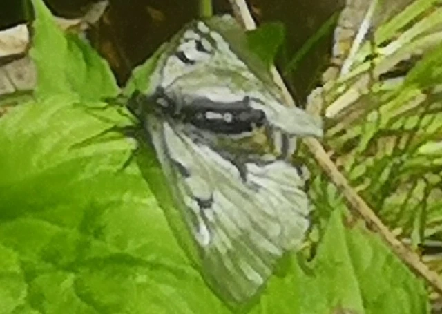 Parnassius mnemosyne - kis apollólepke