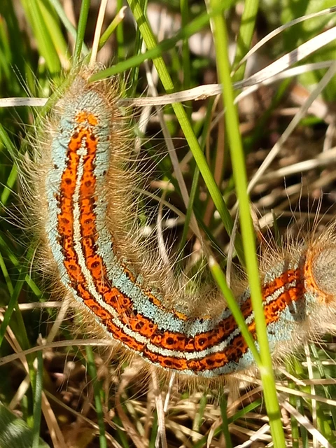 Malacosoma castrensis - kutyatejszövő